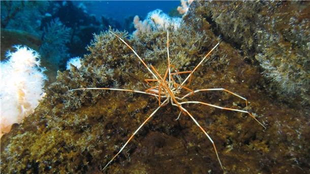 Rätsel gelöst: Riesige Asselspinnen mit spezieller Fürsorge Zwei Asselspinnen der Art Colossendeis megalonyx liegen aufeinander. Einem Forschungsteam ist es gelungen, ein seit über 140 Jahren ungelöstes Mysterium aufzuklären.