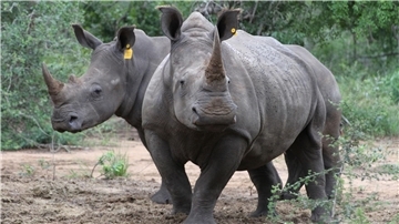 Zwei Breitmaulnashörner in einem Naturschutzreservat in Südafrika. Der internationale Handel mit Nashorn-Hörnern ist zwar verboten. Trotzdem töten Wilderer weiterhin illegal die Tiere.