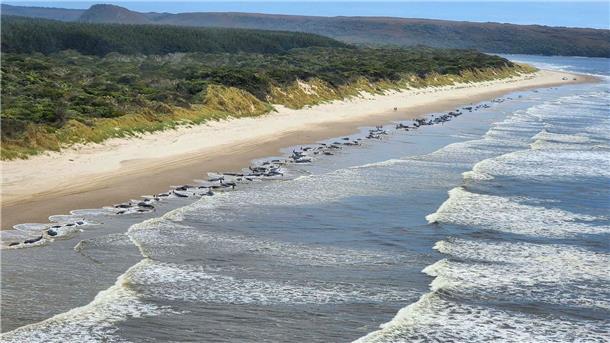 „Surreal“: Rätselhafte Massenstrandungen von Walen Zwei Jahre nach einer dramatischen Massenstrandung von Grindwalen in Tasmanien sind in der gleichen Bucht erneut zahlreiche Meeressäuger an Land gespült worden.