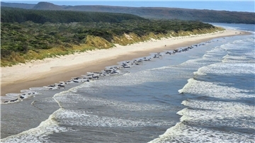 Zwei Jahre nach einer dramatischen Massenstrandung von Grindwalen in Tasmanien sind in der gleichen Bucht erneut zahlreiche Meeressäuger an Land gespült worden.