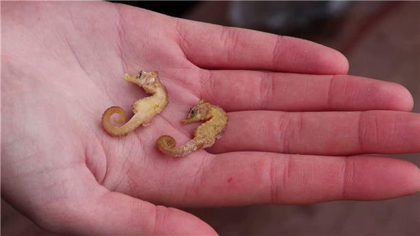 Seltene Seepferdchen-Funde sollen Forschung helfen Zwei leblose Kurzschnäuzige Seepferdchen („Hippocampus hippocampus“).