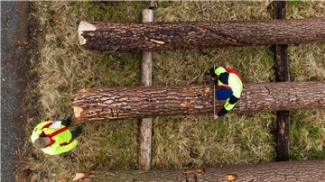 Landesforsten erzielen 350.000 Euro mit Holz-Versteigerung Zwei Mitarbeiter der Landesforsten vermessen auf dem Wertholzlagerplatz einen Baumstamm.