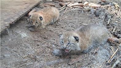 Anfang Juni 2023 kamen fünf kleine Luchse im Beverstedter Tierpark Cuxart zur Welt. 
