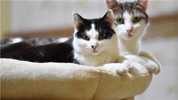 Das Foto zeigt zwei auf dem Sofa liegende Katzen. 