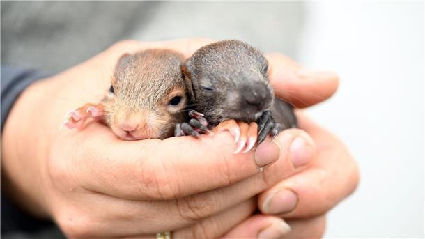Eichhörnchenbrücke soll Leben retten Zwei wenige Tage alte Eichhörnchen-Babys.