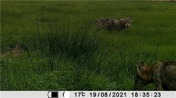 Zwei Wölfe bei Sellstedt, im August 2021 aufgenommen von einer Wildtierkamera.