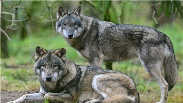 Zwei Wölfe in einem Gehege in einem Wildpark.