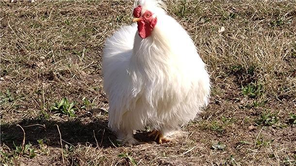 Ein Zwerghahn mit weißem Federkleid.