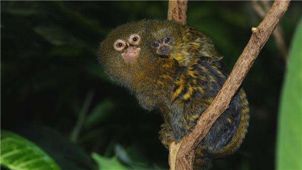Tierisch tolle Papas Zwergseidenäffchen-Papas kümmern sich um alles. Nur zum Säugen bringen sie den Nachwuchs der Mama.