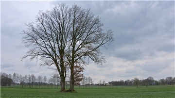 Zwischen Elsdorf und Frankenbostel steht dieses Stiel-Eichenpaar mit gemeinsamer Krone - ein Blickfang in intensiv genutztem Grünland, als Naturdenkmal ROW 90 eingetragen.