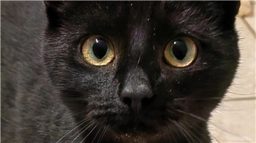 Zwölf acht Monate alte Katzen und Kater warten im Tierheim auf ein neues Zuhause. 